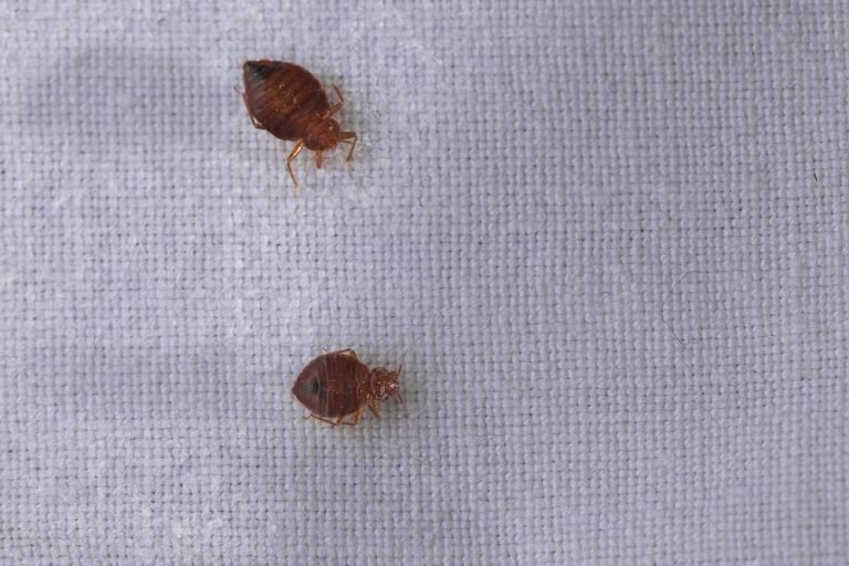 These are The U.S. Cities With The Worst Bed Bugs Infestations Pest