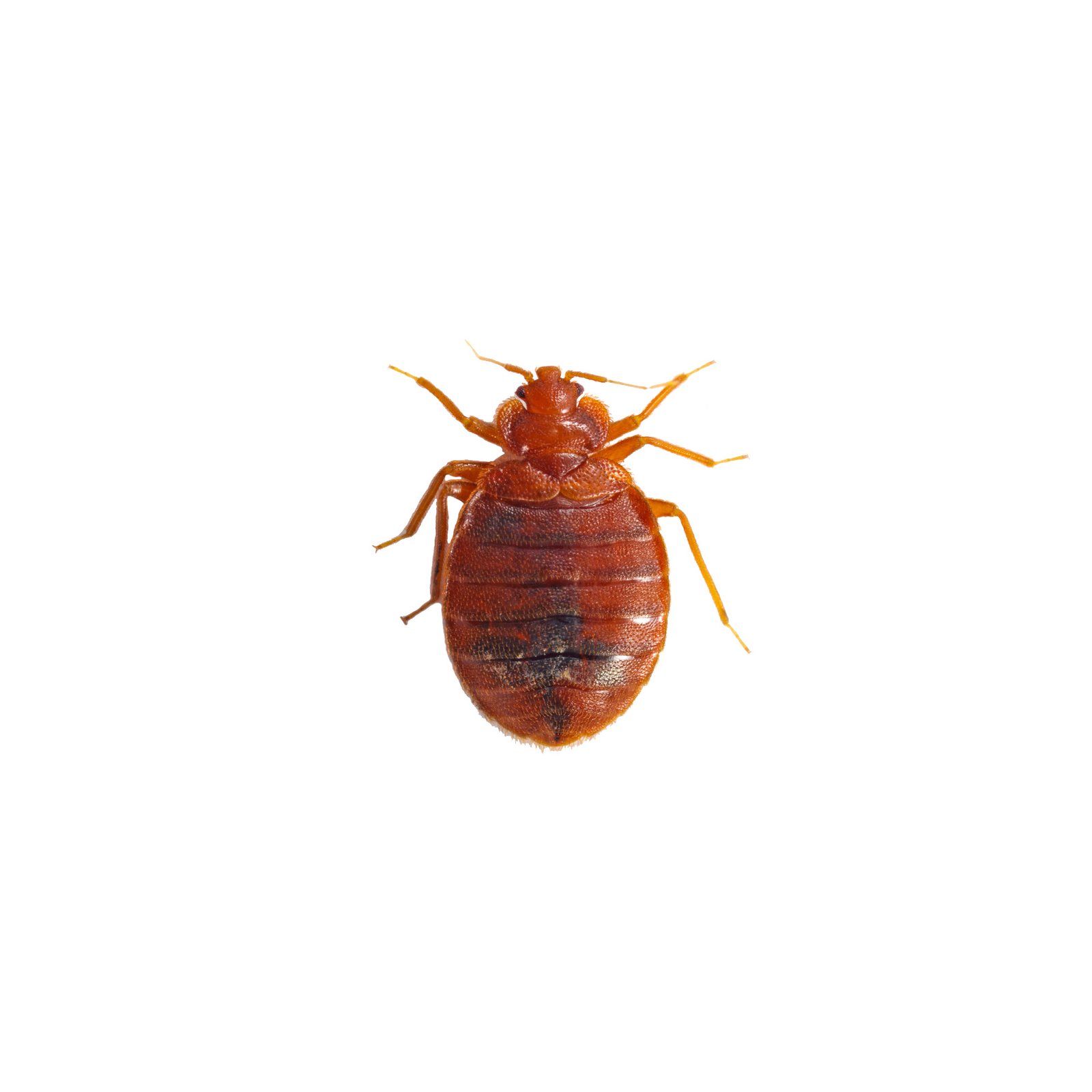 Bed-bug-white-background_NoLocation_1_1920x1920_etovilla copy Bed Bugs